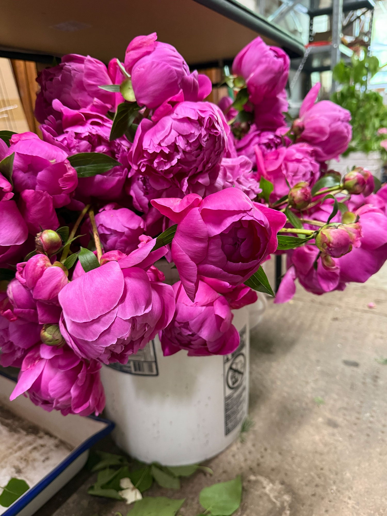 Bouquet of pink flowers in a white container on a concrete surface