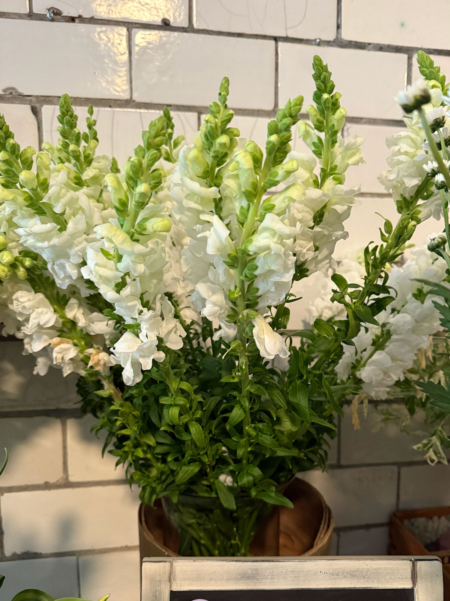 Potted plant with white flowers against a tiled wall