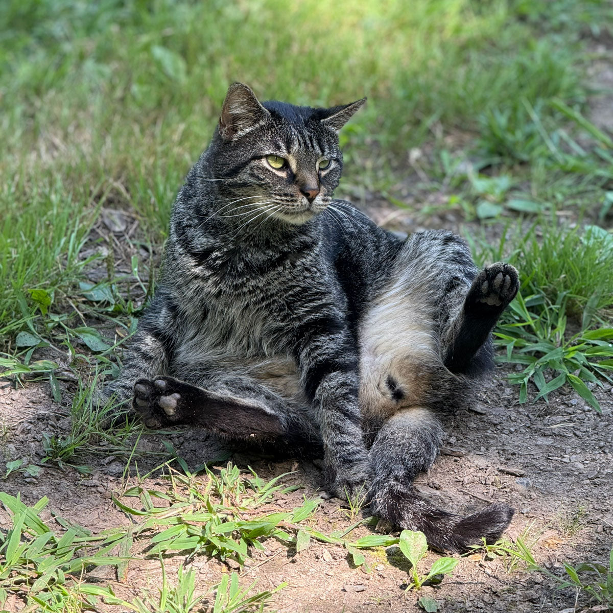 Cat lying on the ground with grass in the background