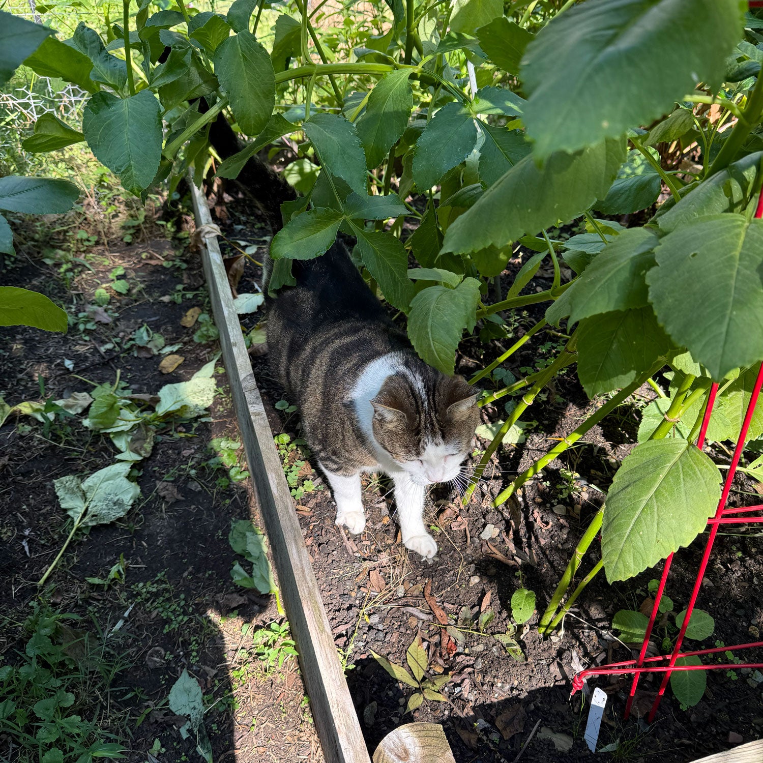 Cat exploring a garden bed with plants and soil