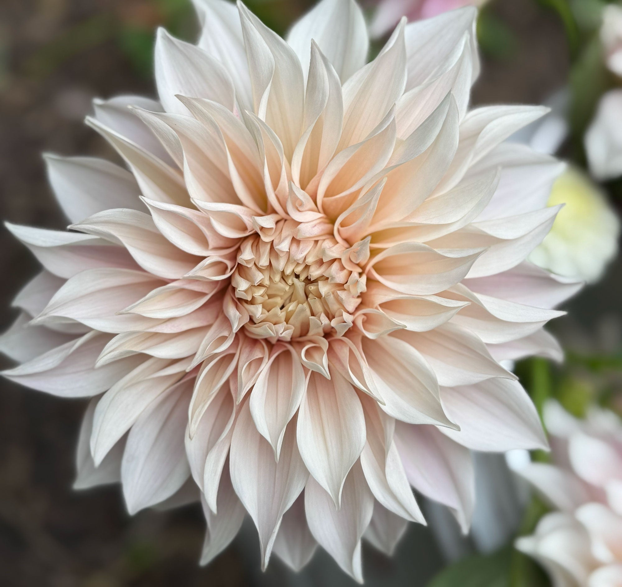 Close-up of a light pink dahlia flower with a blurred background