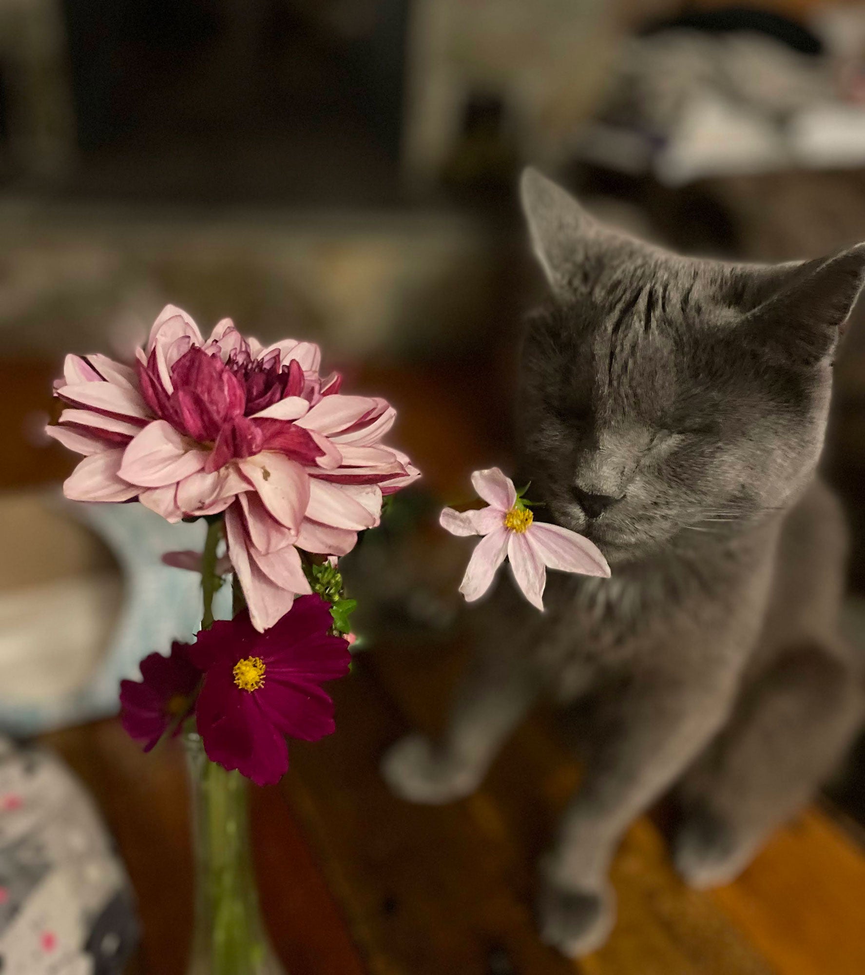 a gray cat with closed eyes smelling pink flowers