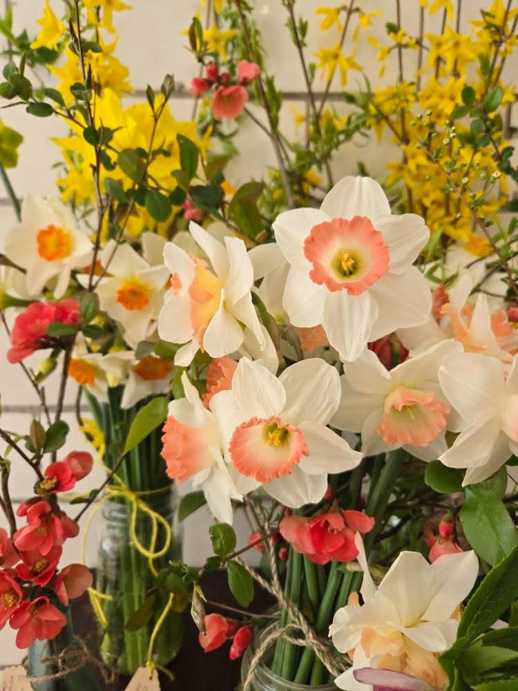 Bouquet of white and pink daffodils with green leaves and stems.