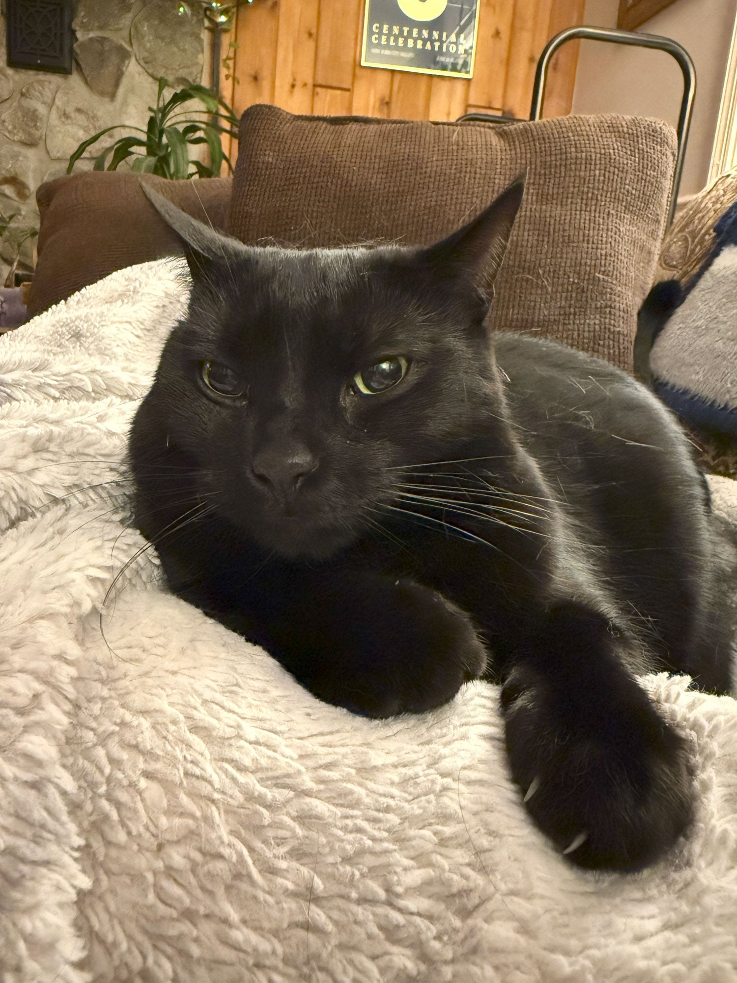 Black cat lying on a textured blanket with a blurred indoor background