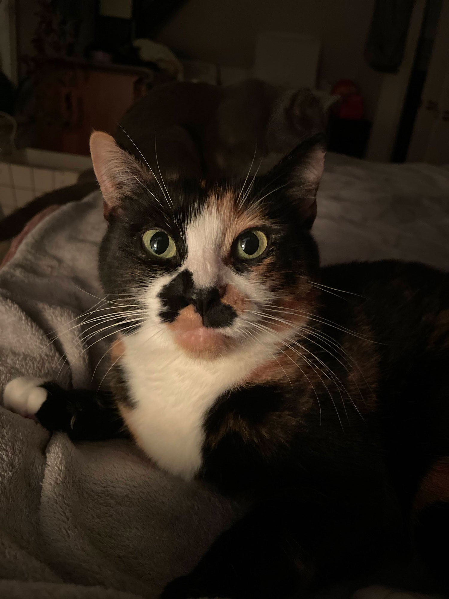 Calico cat with a black and white face sitting on a soft surface.