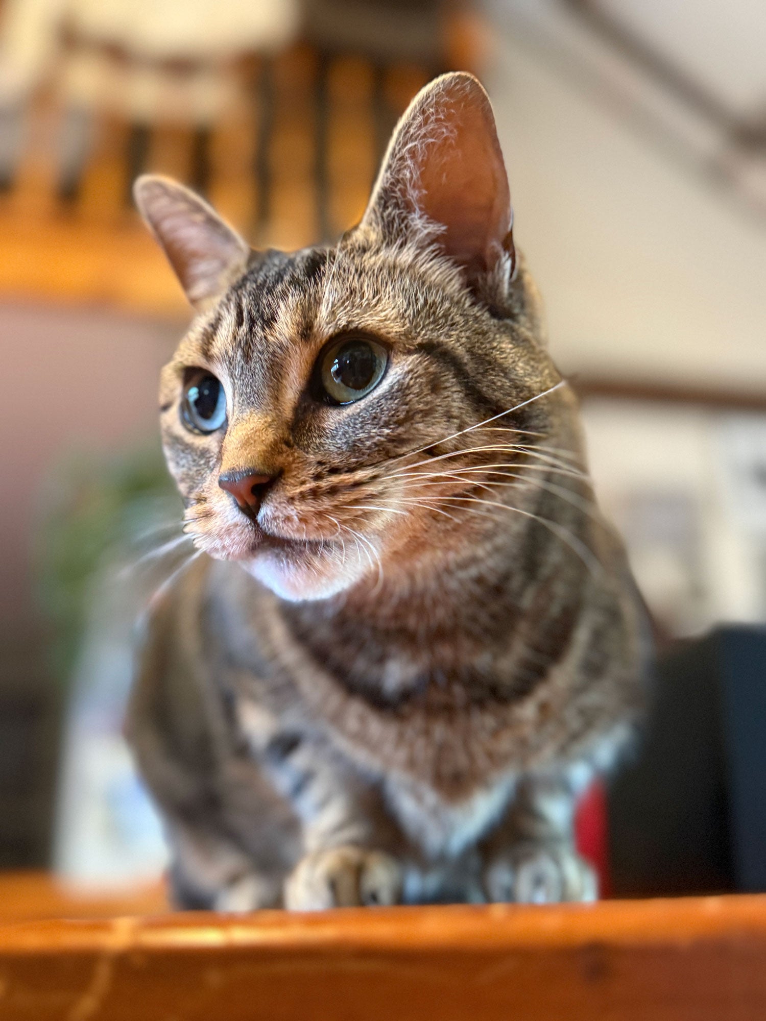close up of a brown short haired cat with green eyes with a blurred background
