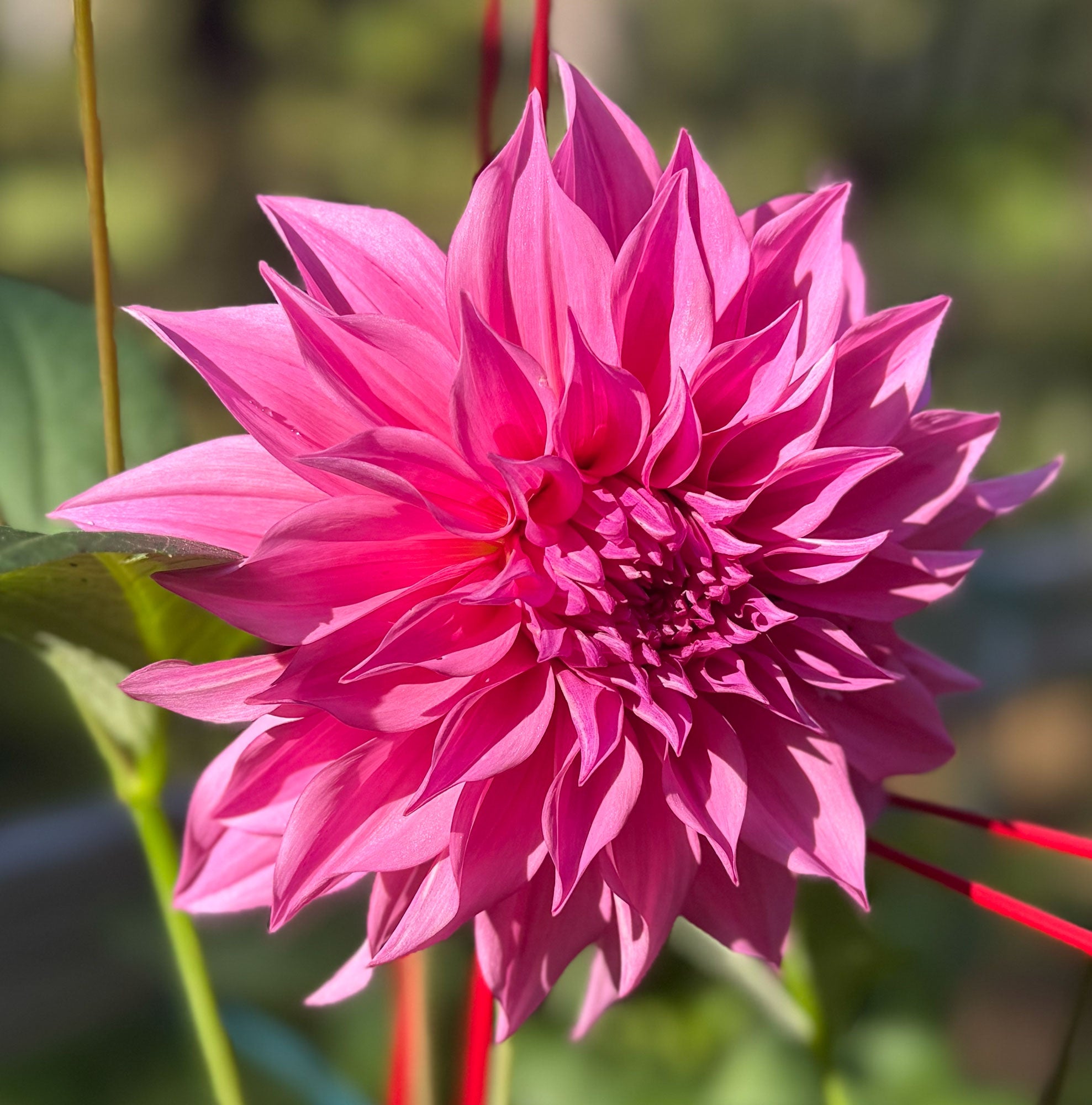 Close-up of a vibrant pink flower with a blurred green background