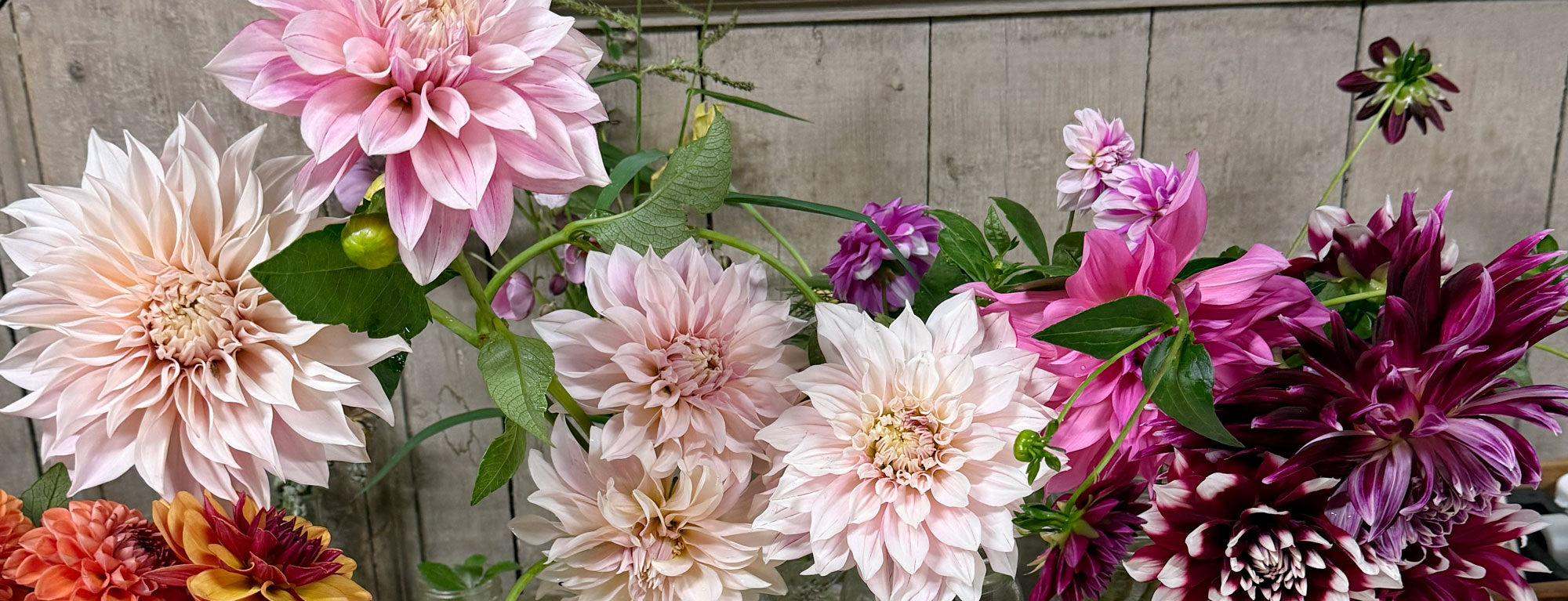 Bouquet of pink, white, and purple dahlias with green leaves against a wooden background.