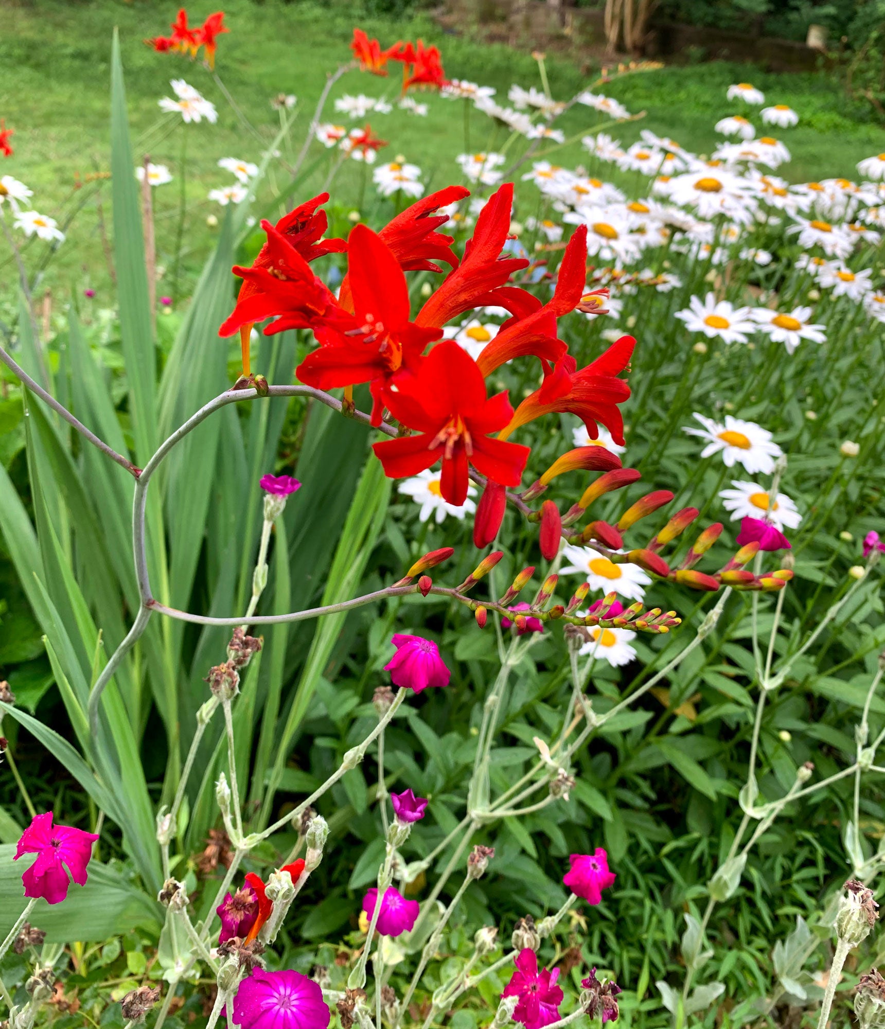 Red flowers with green leaves and white flowers in the background