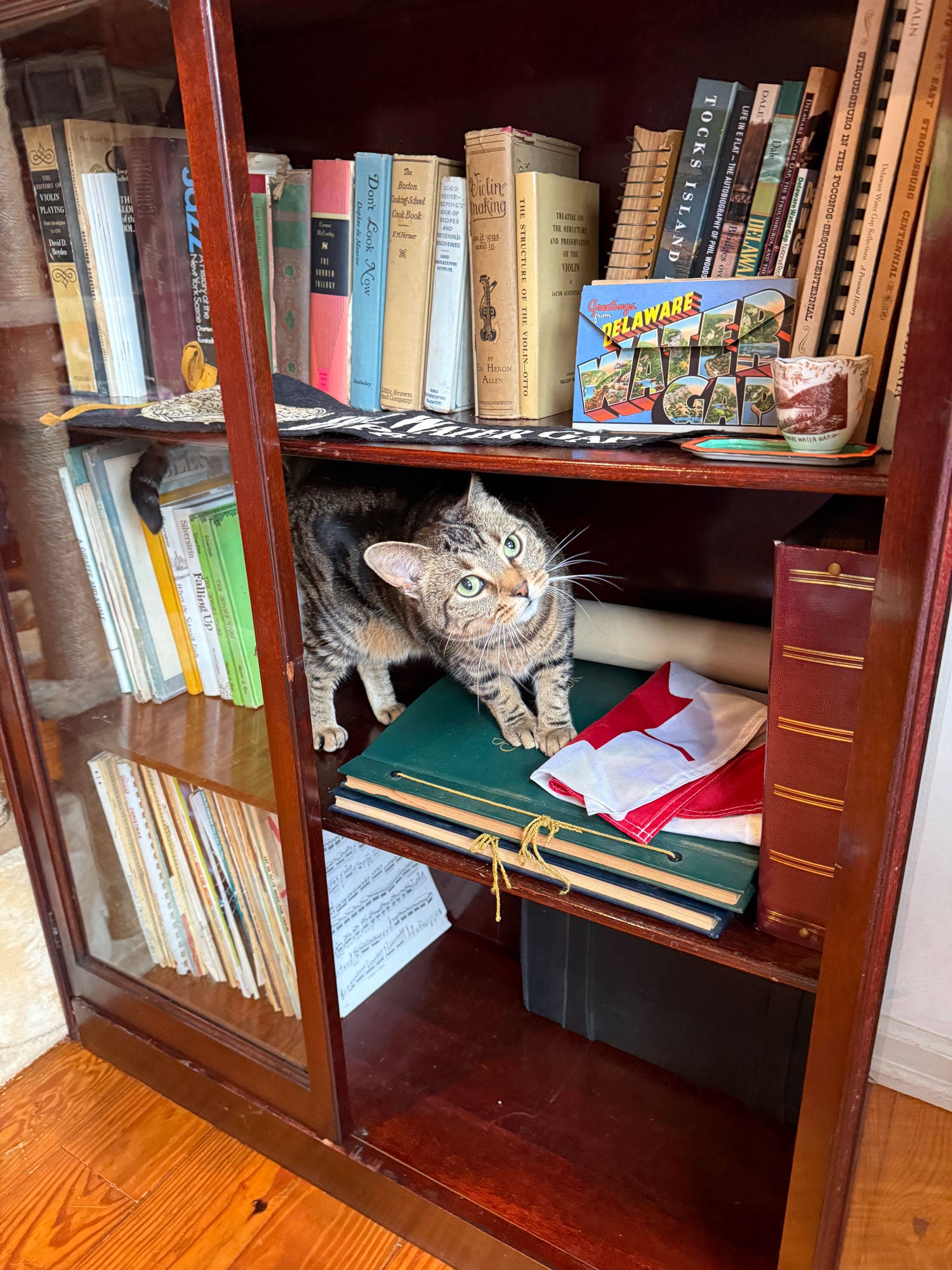 a striped brown cat standing inside of a book shelf